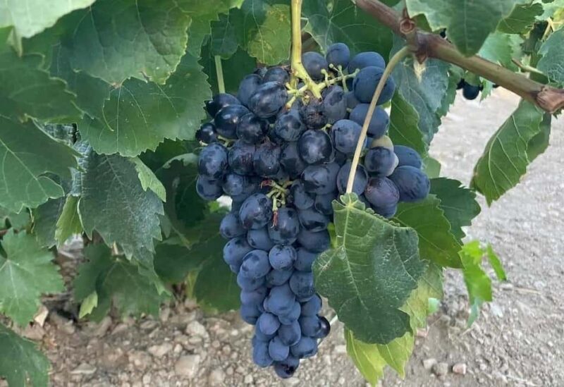 Naxos: Private Wine Three and Half-Hour Experience - What to Expect from the Naxos Private Wine Tour