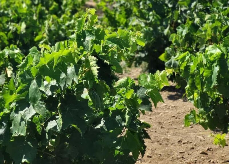 Naxos: Private Wine Three and Half-Hour Experience - The Practicalities and Value