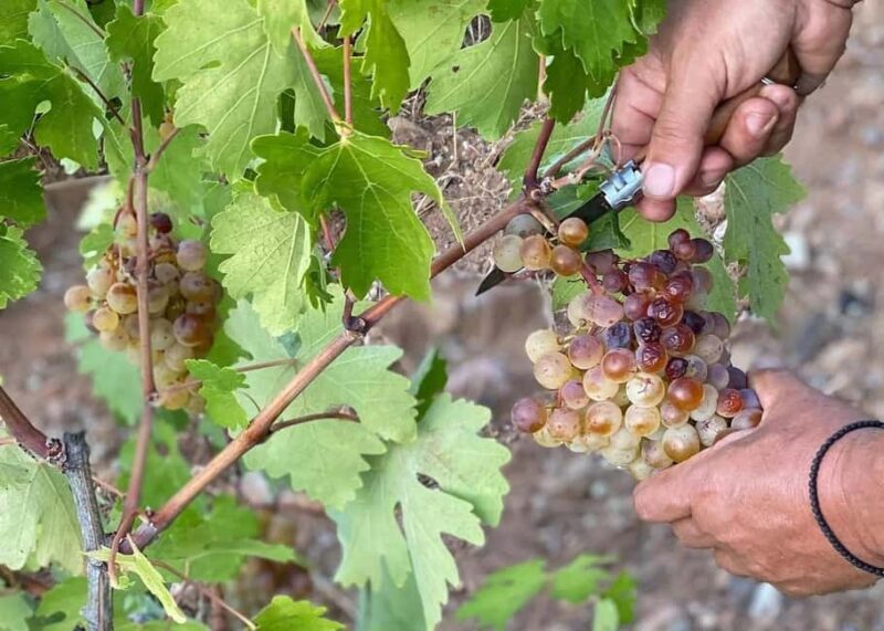 Naxos: Private Wine Three and Half-Hour Experience - FAQ