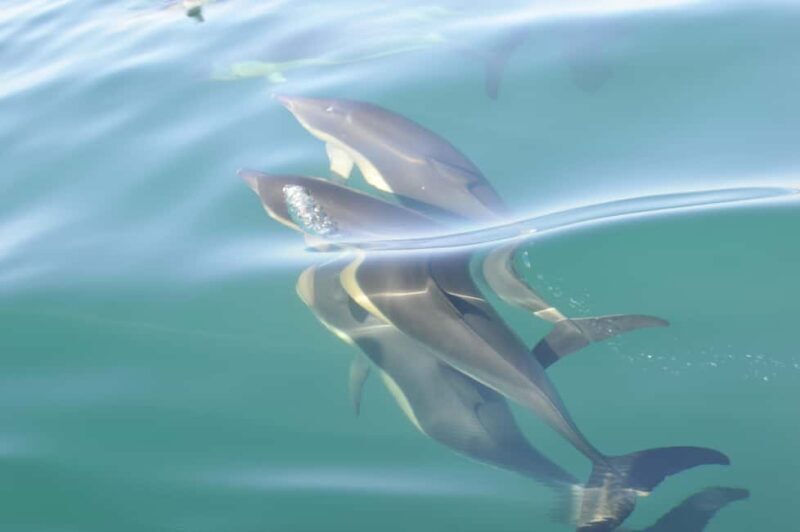Nazaré: Dolphin Safari - What to Expect from the Nazaré Dolphin Safari