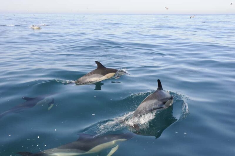 Nazaré: Dolphin Safari - The Realities of Wildlife Watching