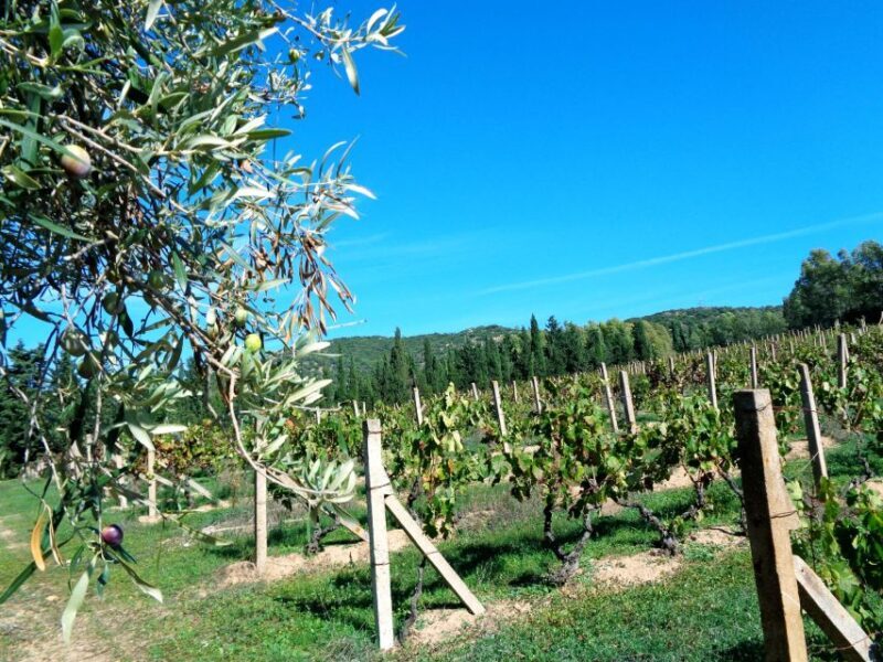 Near Cagliari: The World of Natural Wine at "In Our Garden" - The Value and Who Should Consider This Tour