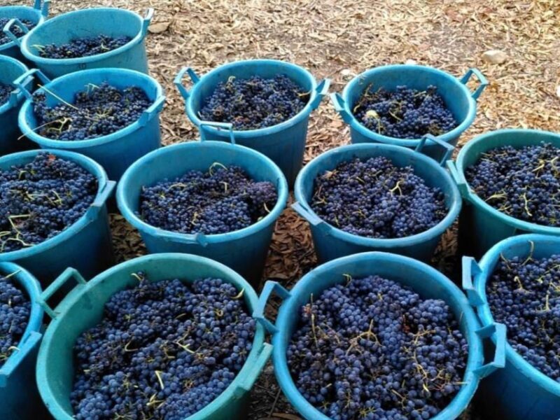 Near Cagliari: The World of Natural Wine at "In Our Garden" - FAQ