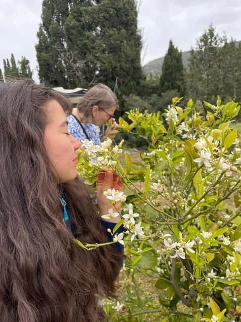 Near Cagliari: Wild Herbs and Healing at "In Our Garden" - Key Points