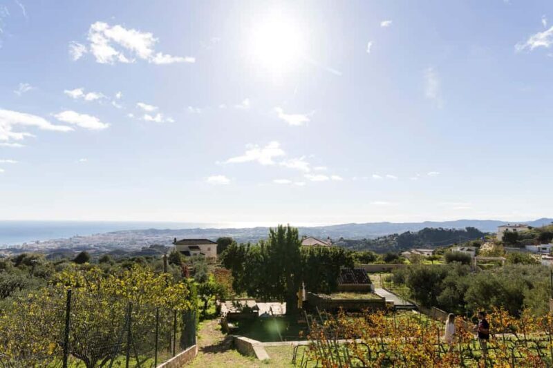 Near Málaga: Mijas Organic Vineyard - 5 Wines & 2 Olive Oils - What to Expect from the Tour