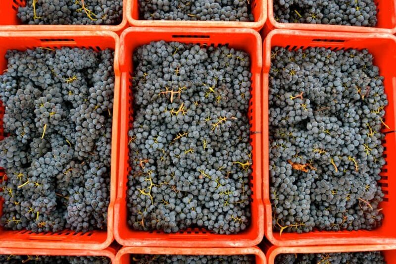 NEIVE: WINERY TOUR AND TASTING OF 5 WINES - Discover the Charm of Neive with a Winery Tour and Tasting of 5 Wines