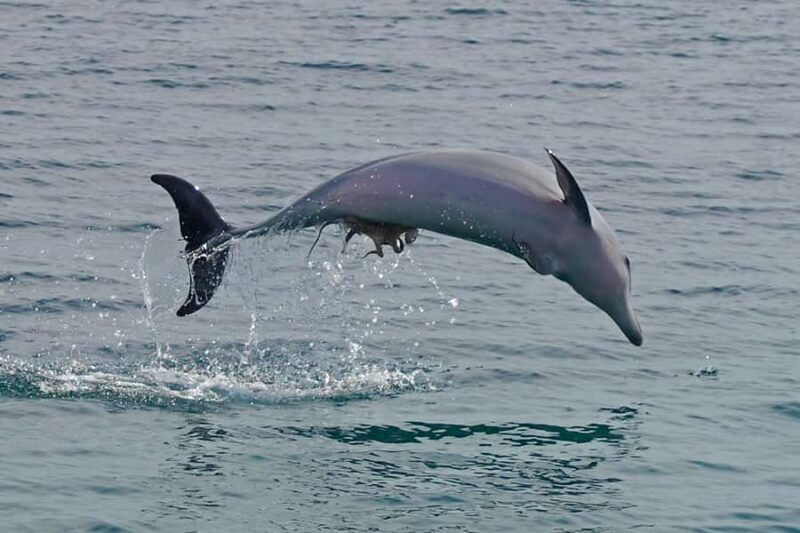 Nelson Bay: Dolphin Watch Cruise and Sail - What’s It Like to Spot Dolphins?