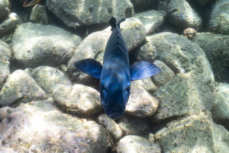 Nelson Bay: Marine Discovery Cruise with Snorkeling - Who Is This Tour For?