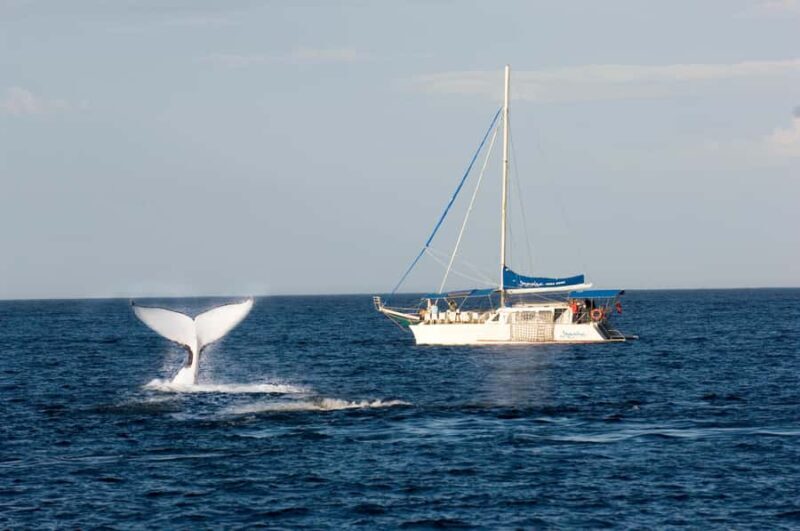 Nelson Bay: Whale and Dolphin Watching Catamaran Cruise - What to Expect on the Cruise