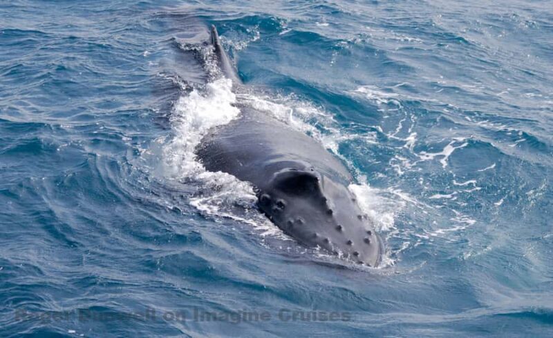 Nelson Bay: Whale and Dolphin Watching Catamaran Cruise - The Experience Quality and Value