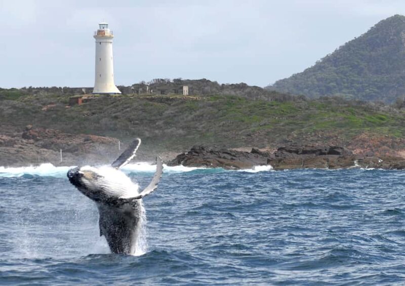 Nelson Bay: Whale and Dolphin Watching Catamaran Cruise - Who Would Love This Tour?