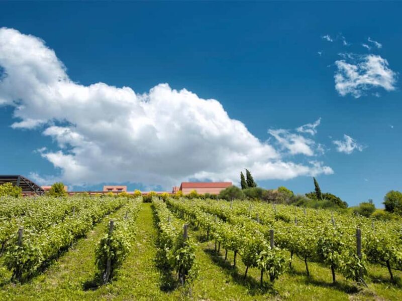 Nemea: Wine Tasting Tour with Local Dishes - Who Should Consider This Tour?