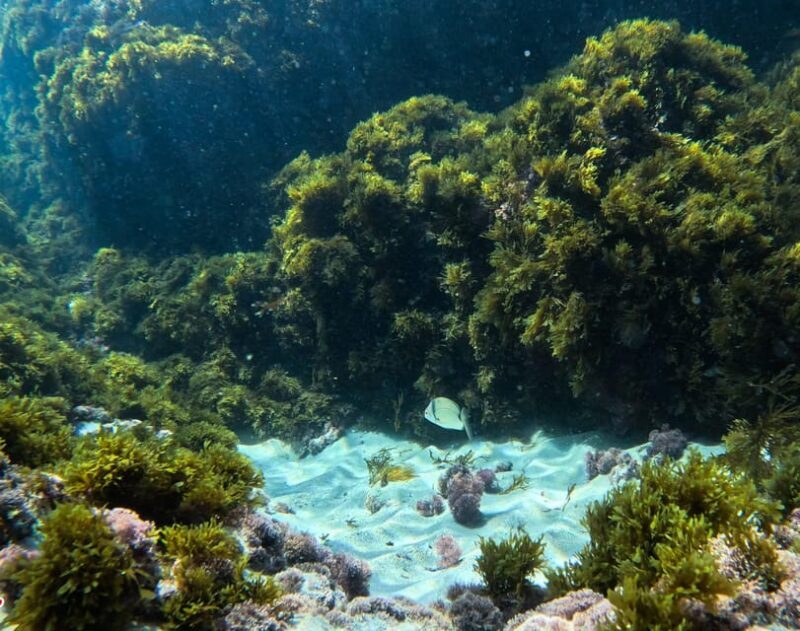 Nerja-Maro: Snorkeling & Sea Scooter - Final Thoughts: Who This Tour Is Best For