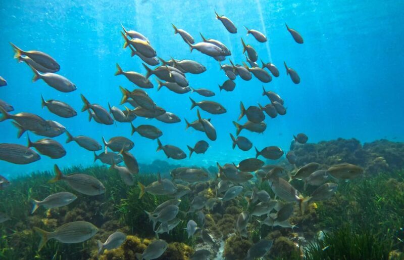 Nerja-Maro: Snorkeling & Sea Scooter - FAQ