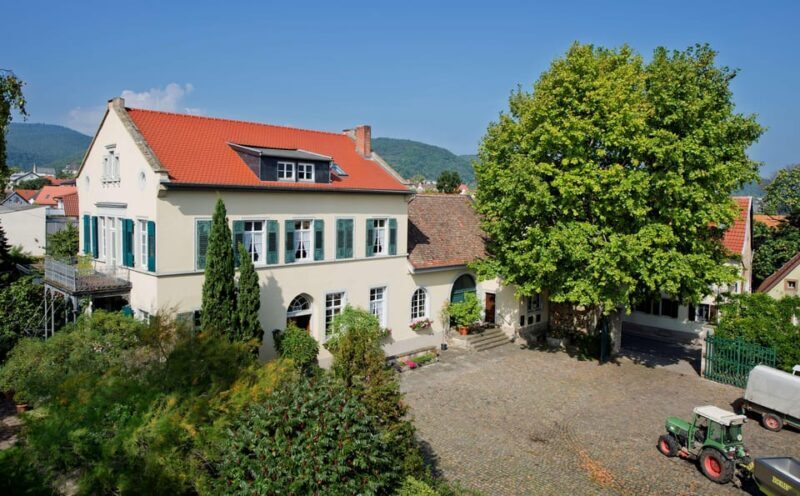 Neustadt: Wine tasting with cellar tour and vineyard tour - Discovering Neustadt: Wine tasting with cellar and vineyard tour