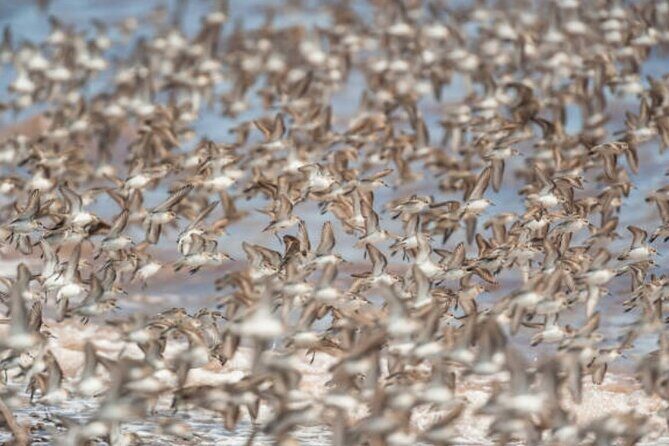 New Brunswick Shore Excursion: Bay of Fundy and More Highlights Tour - FAQ