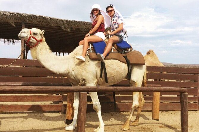 NEW! Combo Camel Beach Ride and UTV 4X4 Cabo Adventure, Tequila & - Key Points