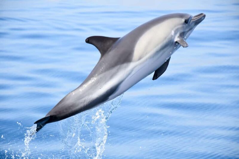 New: Into the Wild - 3H w/Marine Biologists - dolphins &more - An Honest Look at the 3-Hour Wildlife Tour