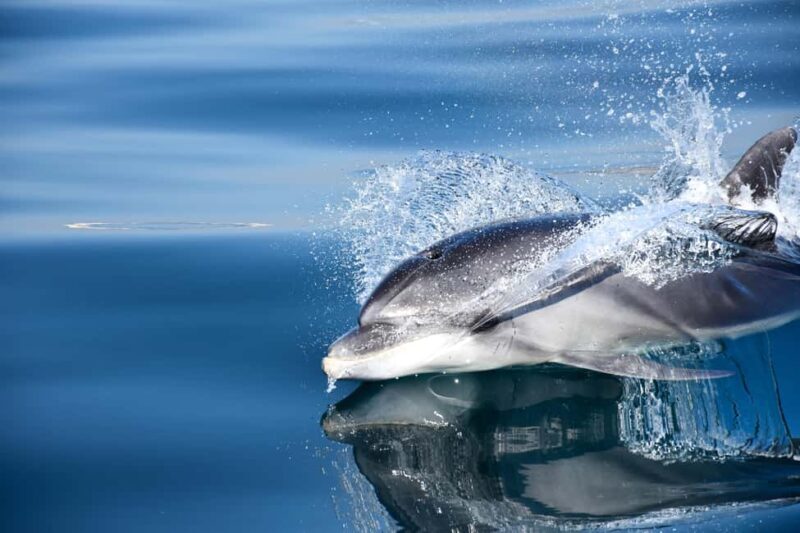 New: Into the Wild - 3H w/Marine Biologists - dolphins &more - Who Will Love This Tour?