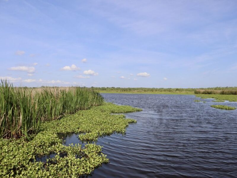New Orleans: 16 Passenger Airboat Swamp Tour - Final Thoughts: Who Is This Tour Perfect For?