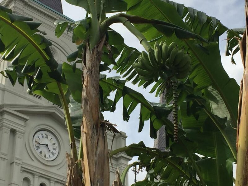 New Orleans: 45 Minutes in Jackson Square - Frequently Asked Questions