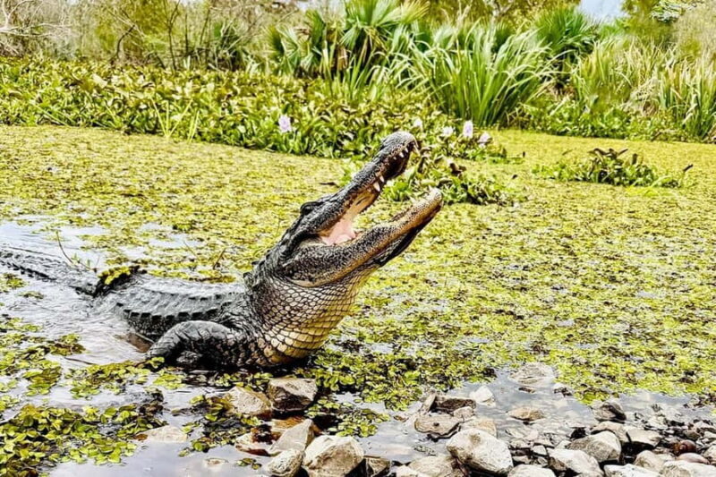 New Orleans: Airboat Swamp Adventure with Transportation - Key Points