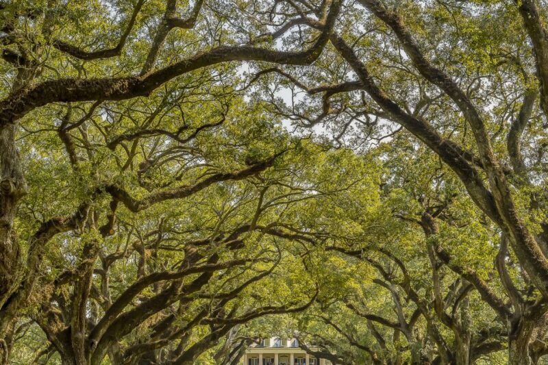 New Orleans: Bayou Swamp Tour and Oak Alley Plantation Tour - Key Points