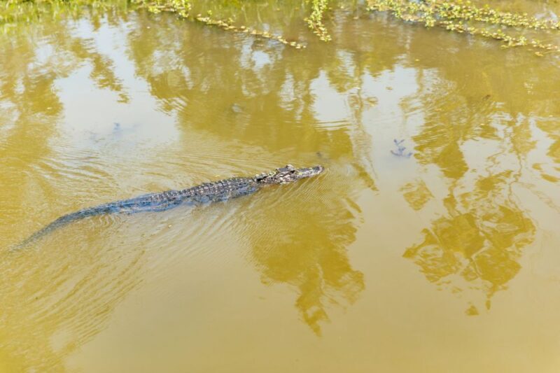 New Orleans: Bayou Tour in Jean Lafitte National Park - FAQs