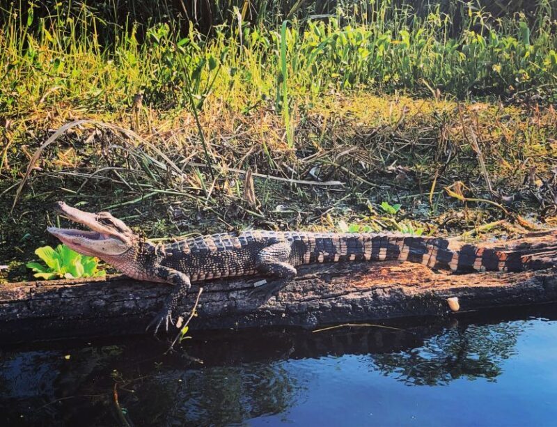 New Orleans: BYOB Tiki Boat Bayou Party and Wildlife Tour - Exploring the Bayou on a Party Boat: What to Expect