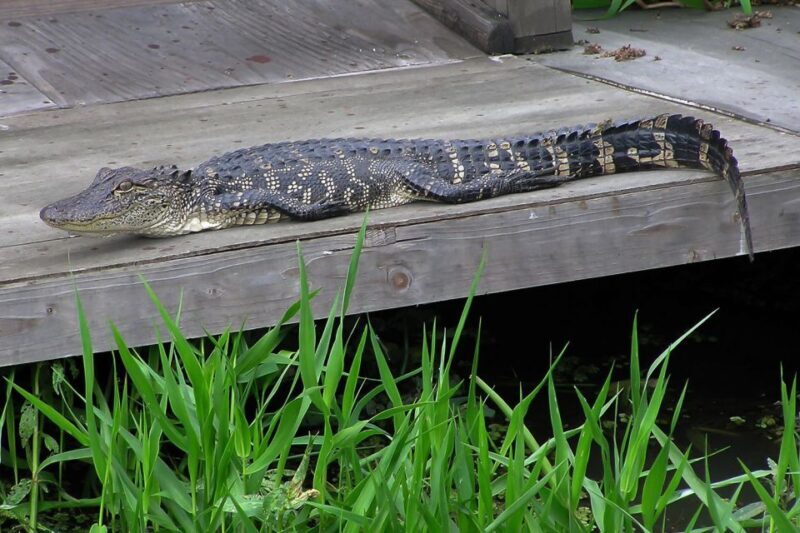 New Orleans: Destrehan Plantation & Airboat Combo Tour - The Swamp Experience: Wildlife and Adventure