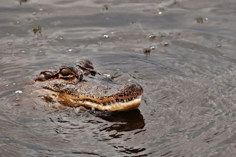 New Orleans: Destrehan Plantation & Airboat Combo Tour - Practical Details and Tips