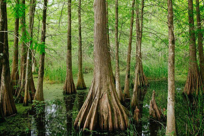 New Orleans Favorites and Creole Culture VIP Tour - Discovering New Orleans’ Neighborhoods and Hidden Gems