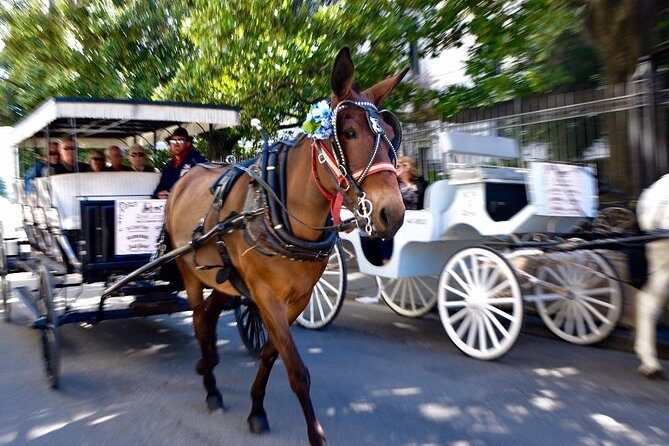 New Orleans French Quarter and More Carriage Ride - Who Would Love This Tour?