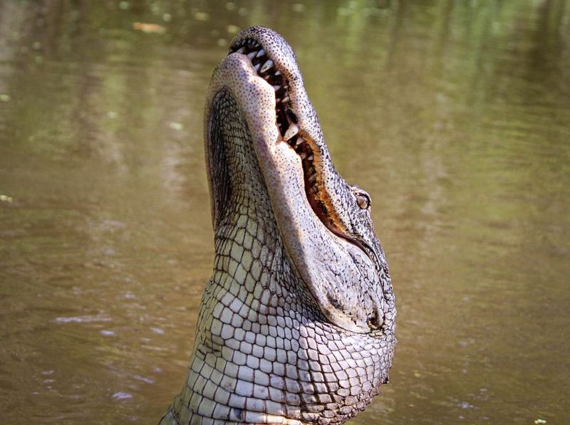 New Orleans: High Speed 16 Passenger Airboat Ride - Wildlife Encounters: What’s Most Likely and What Feels Special
