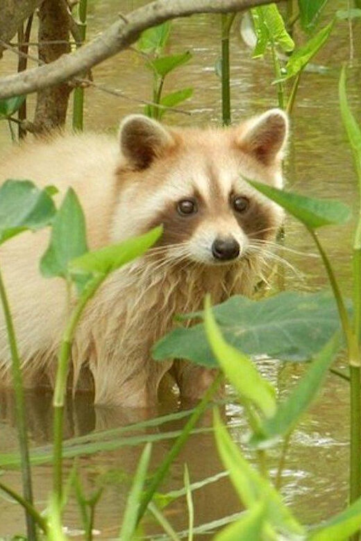 New Orleans: Honey Island Swamp and Bayou Boat Tour - The Itinerary and What You Can Expect