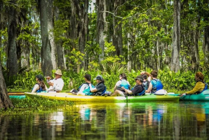 New Orleans: Manchac Magic Kayak Swamp Tour - What to Expect from the Manchac Magic Kayak Tour