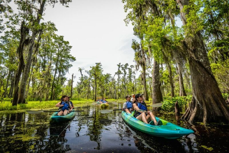 New Orleans: Manchac Magic Kayak Swamp Tour - Overall Value and Experience