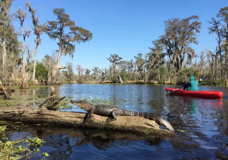 New Orleans: Manchac Swamp Wildlife Kayaking Tour - Key Points