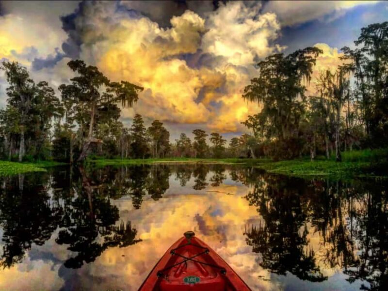 New Orleans: Manchac Swamp Wildlife Kayaking Tour - What to Expect from the Tour