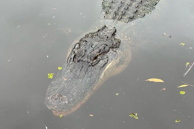 New Orleans Premium Six-Passenger Airboat Adventure - Who Is This Tour Best For?