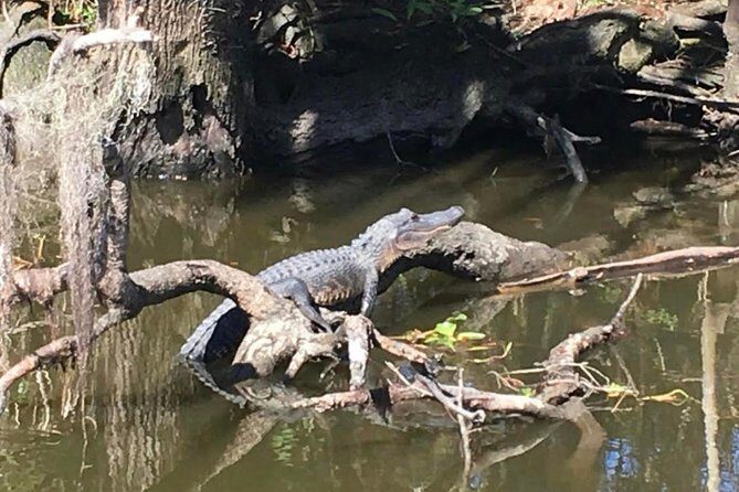 New Orleans Small-Group Airboat Swamp Tour - Final Thoughts
