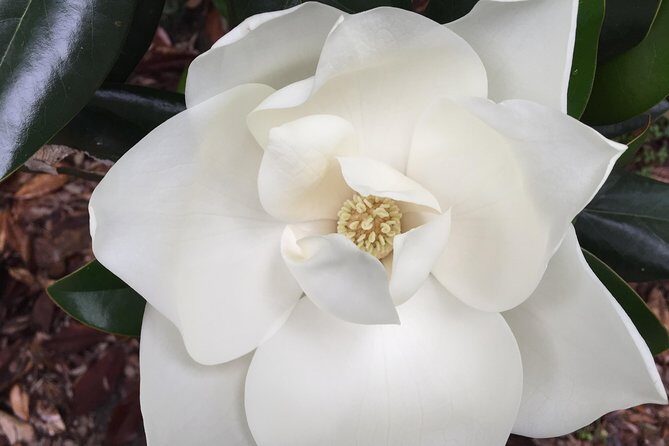 New Orleans Small-Group Garden District Walking Tour - Who Should Book This Tour?