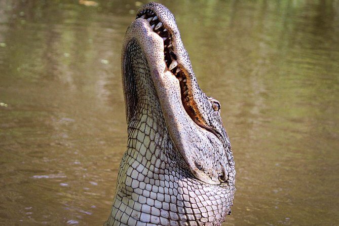 New Orleans Swamp Tour Boat Adventure with Transportation - Key Points