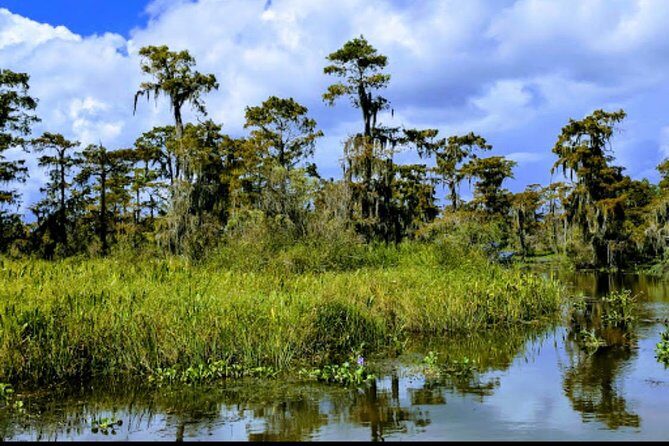 New Orleans Swamp Tour Boat Adventure with Transportation - Practical Tips for Your Swamp Adventure