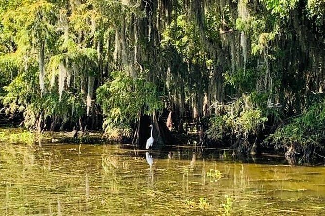 New Orleans Swamp Tour Boat Adventure with Transportation - FAQs