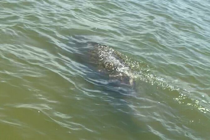 New Smyrna Dolphin and Manatee Kayak and SUP Adventure Tour - Practical Details & Considerations
