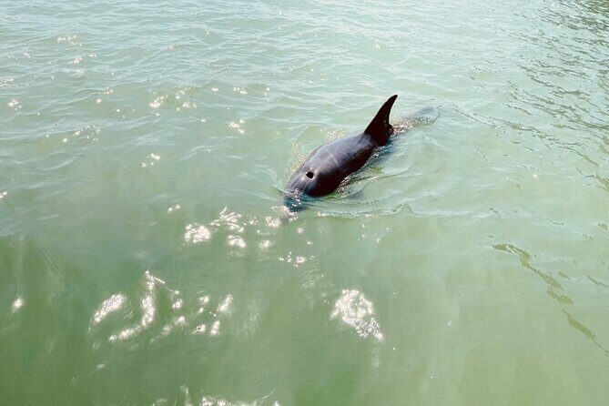 New Smyrna Dolphin and Manatee Kayak and SUP Adventure Tour - Final Thoughts