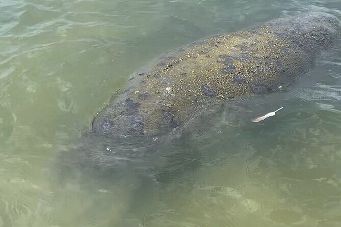 New Smyrna Dolphin and Manatee Kayak and SUP Adventure Tour - FAQ