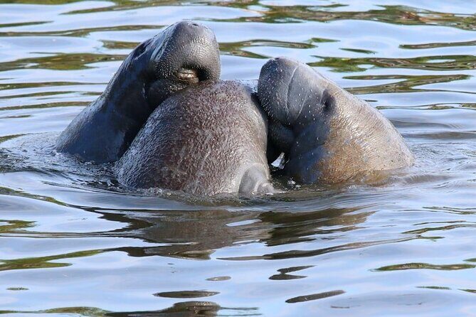 New Smyrna Mangrove Paddle & Mimosa Tour - Potential Downsides or Considerations