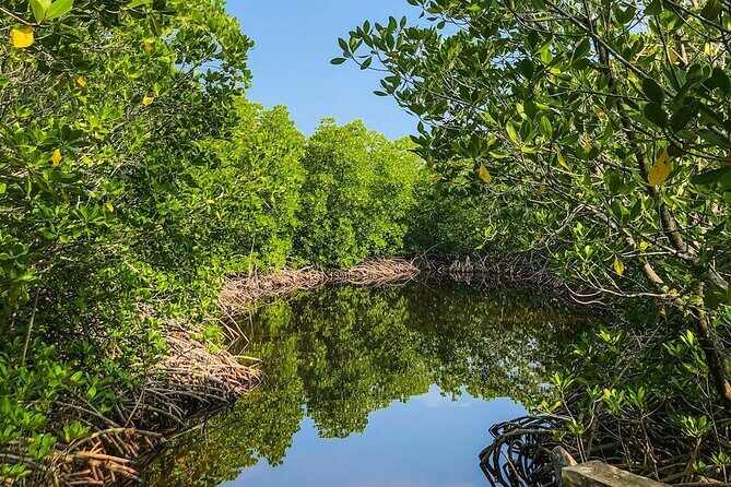 New Smyrna Mangrove Paddle & Mimosa Tour - Final Thoughts
